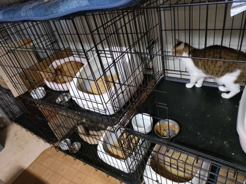 山猫庵動物福祉センター03
